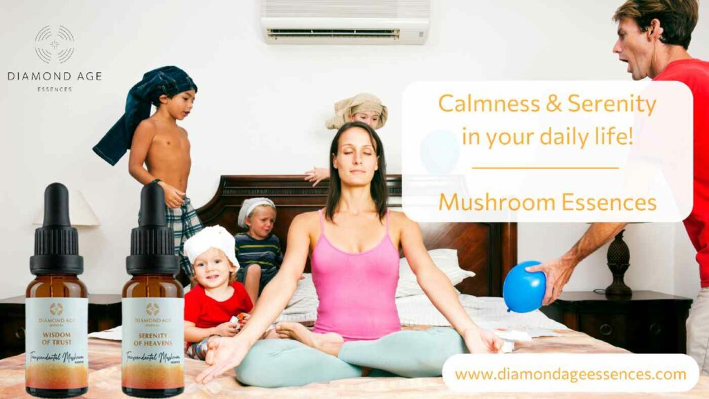 calmness and serenity mushroom essences kit blog foto