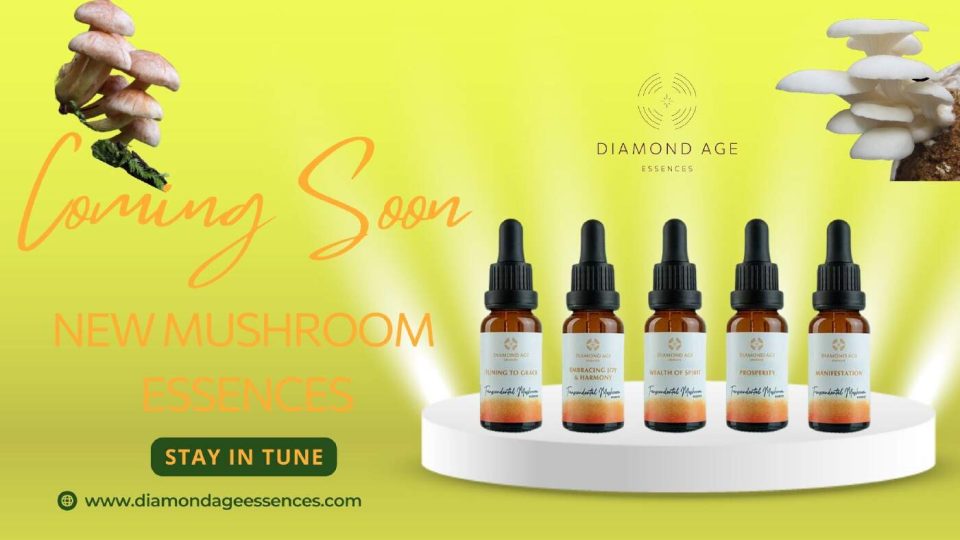 new mushroom essences coming soon blog foto