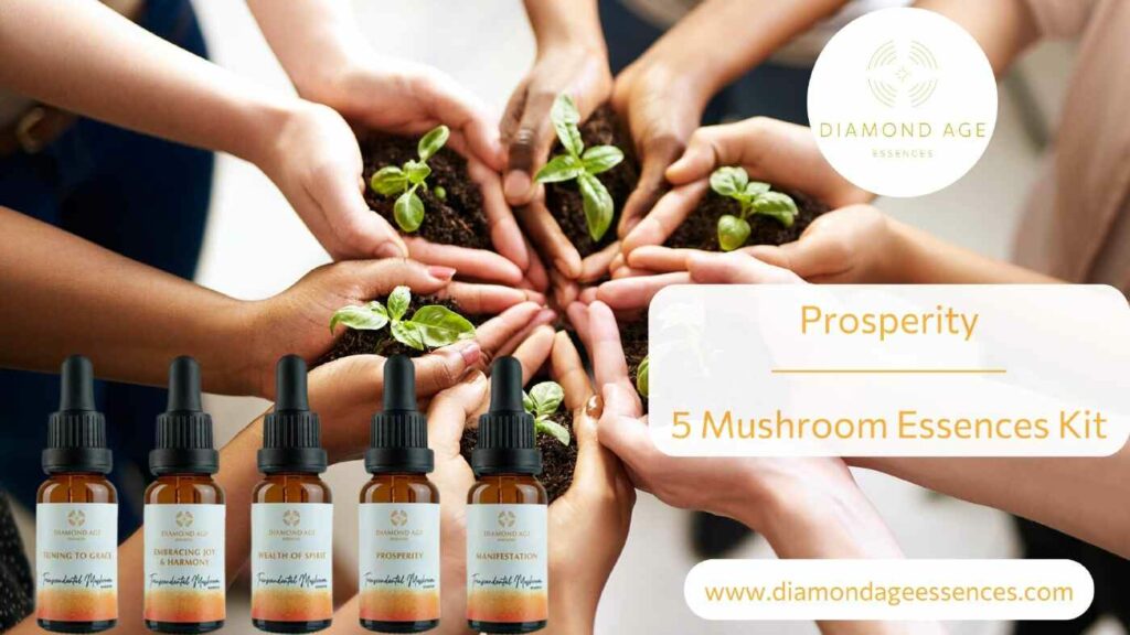 prosperity mushroom essences kit blog foto