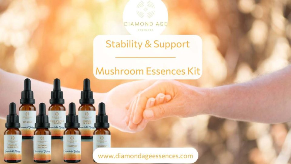 stability and support mushroom essences kit blog foto