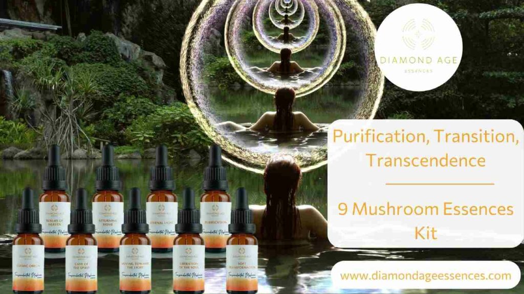 transition purification transcendence mushroom essences kit blog foto