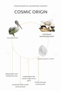 cosmic origin mushroom essence elements, pelican spirit, geastrum mushroom spirit, snow quartz crystal spirit.