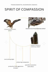 Τα στοιχεία του Μανιταροϊάματος ''spirit of compassion'', ενέργεια του πτηνού common buzzard, ενέργεια του μανιταριού innonotus sp, ενέργεια του κρυστάλλου καπνοχαλαζία.
