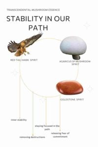 stability in our path mushroom essence elements, red tail hawk spirit, agaricus sp mushroom spirit, goldstone spirit.
