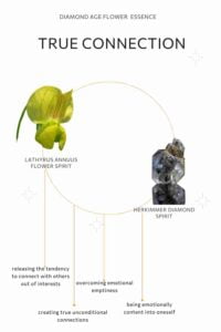 true connection flower essence elements, energy of lathyrus annuus flower and energy of herkimmer diamond