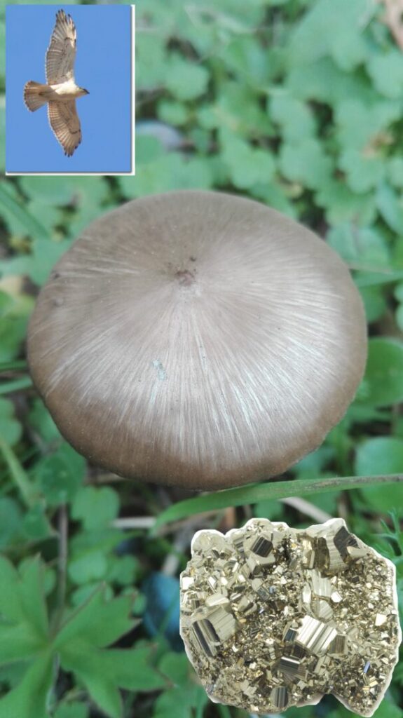 components of the mushroom essence called manifestation: Spiritual Energy of the saker falcon, manifestation mushroom and pyrite crystal