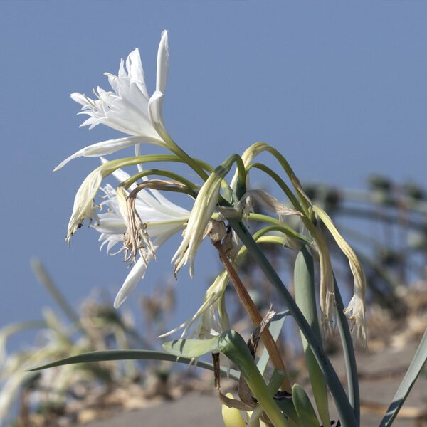 component of the flower essence called 'infinite awareness', pancratium maritimum flower