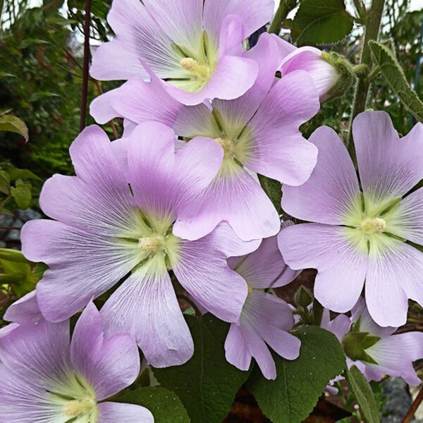 components of the flower essence called trust. alcea pallida flower