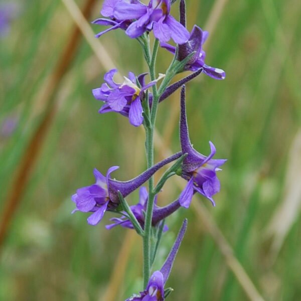 components of the flower essence called understanding. delphinium halteratum flower