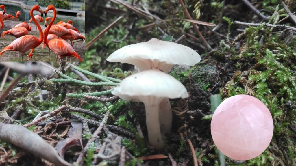 components of the mushroom essence called flow of love. spiritual energy of the mushroom mycena pura, of the flamingo bird and of pink quartz.