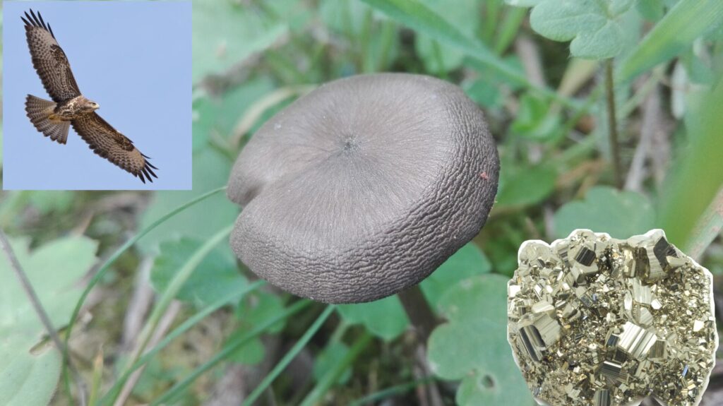 components of the mushroom essence called pain transformation, spiritual energy of common buzzard, pain transformation mushroom and pyrite crystal.