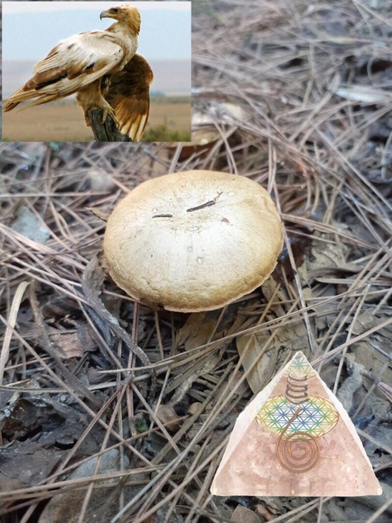 the elements of the returning home mushroom essence: the energy of the leucistic golden eagle, boletus mushroom energy, orgonite