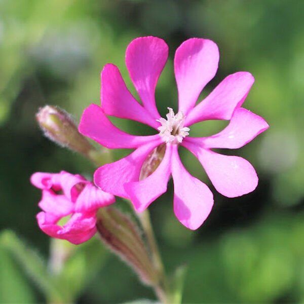 components of the flower essence called universal heart: silene colorata flower