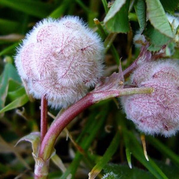 components of the flower essence called warm and genuine. trifolium tomentosum flower