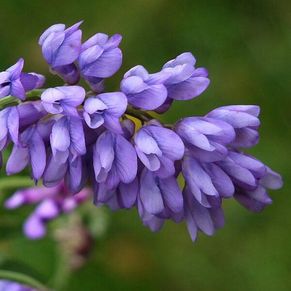 component of the flower essence called focused presence. spiritual energy of the vicia canescens flower