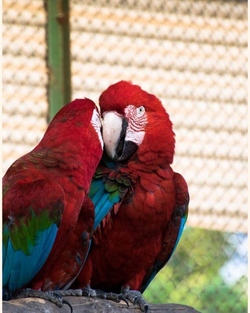 a couple of macaw birds in love